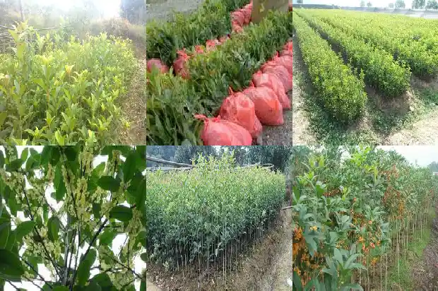 桂花的颜色香味形状是什么样的1685233865609