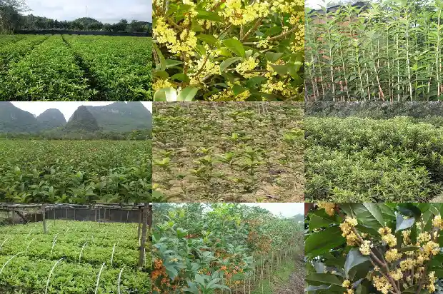 香桂和桂花是一种树吗1685233882428