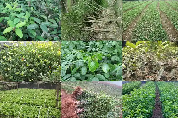 香桂和桂花是一种树吗1685233882476