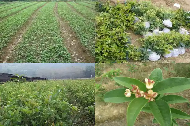桂花的香味像什么味道1685233925971