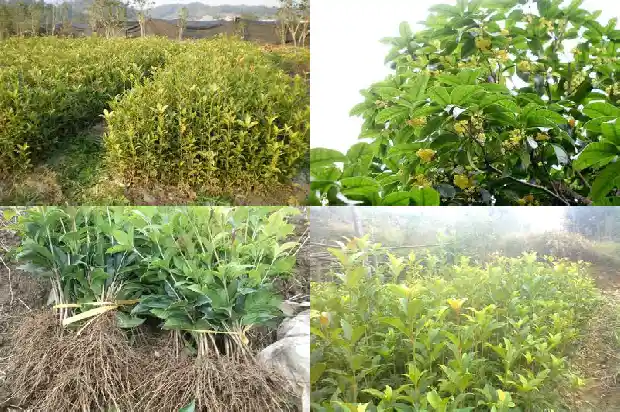 桂花的香味像什么味道1685233926019