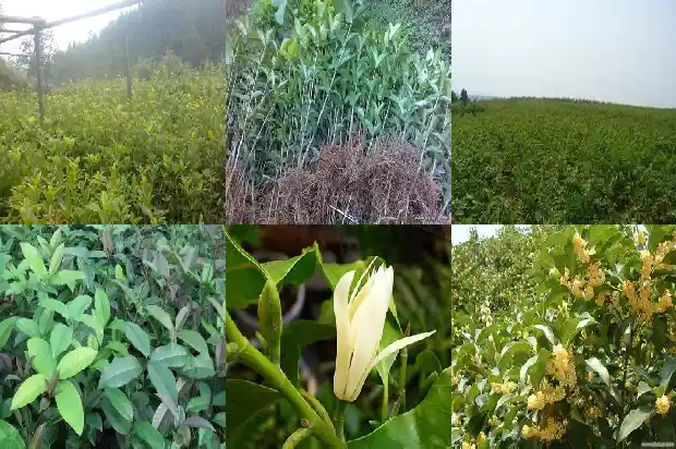 桂花的香味像什么味道1685233926066