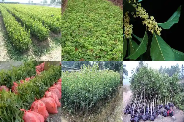 桂花香味是什么味道1685233949861