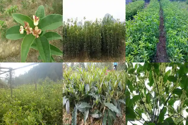 桂花香味是什么味道1685233949909