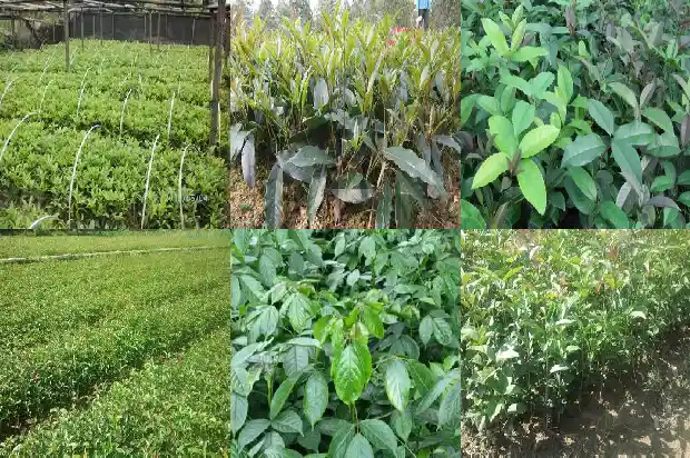 桂花香味是什么味道1685233949957