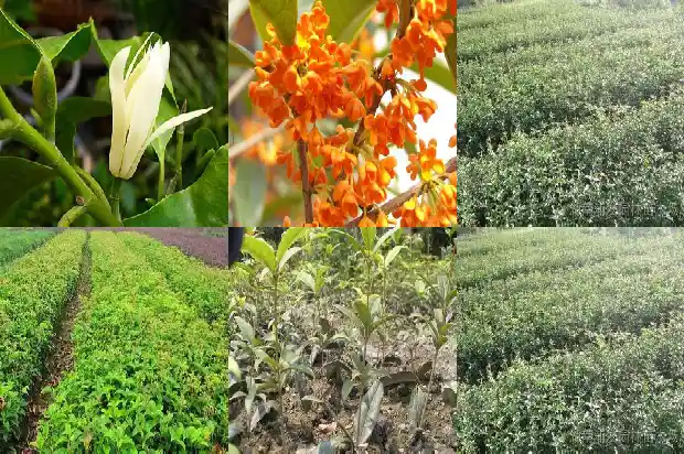 什么桂花香水和桂花树上的味道一样1685233982824