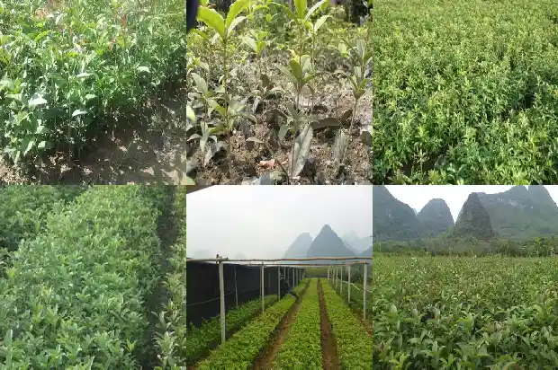 桂花味的香水有哪些1685234000650