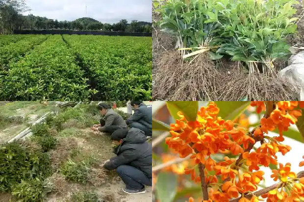 形容冬天桂花树的句子1685234020547