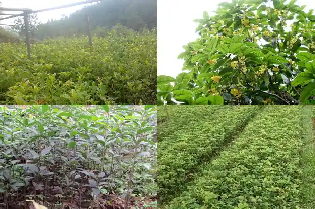 冬天的桂花树应该怎样描写景色1685234038483