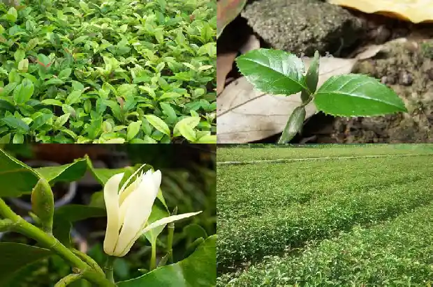 冬天开的是什么桂花树1688861673568
