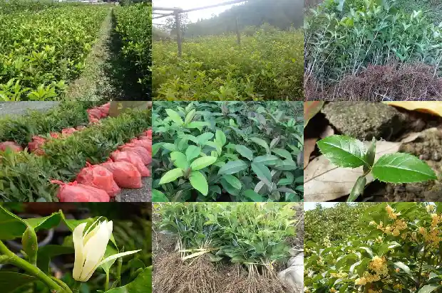 桂花树冬天的样子描写片段1685234202403