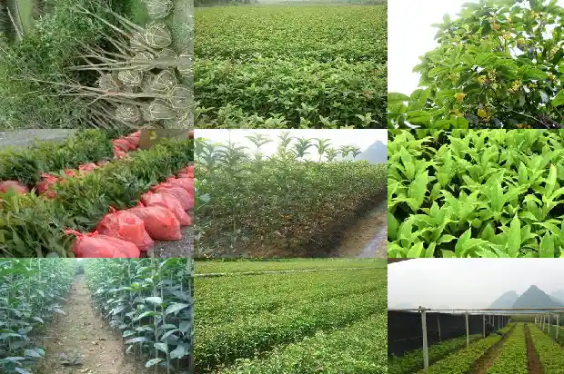 桂花树的叶子的特征和颜色是什么样的1685234222369