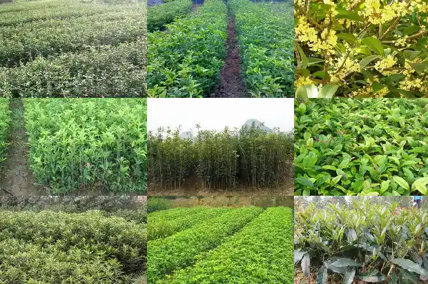 桂花树的花的颜色是什么1685234244109