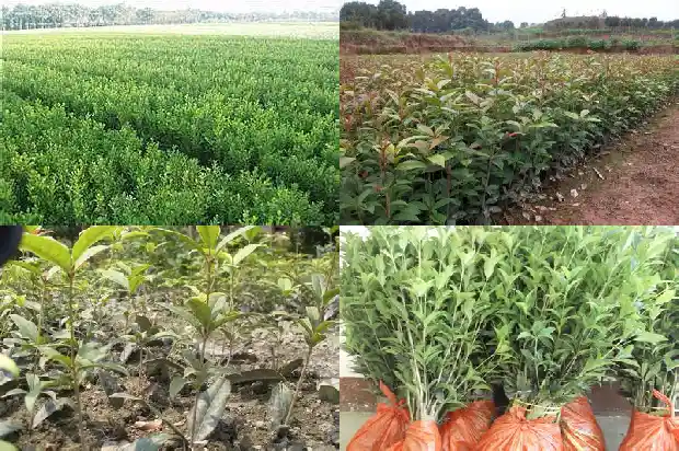 桂花树的花的颜色是什么1685234244156