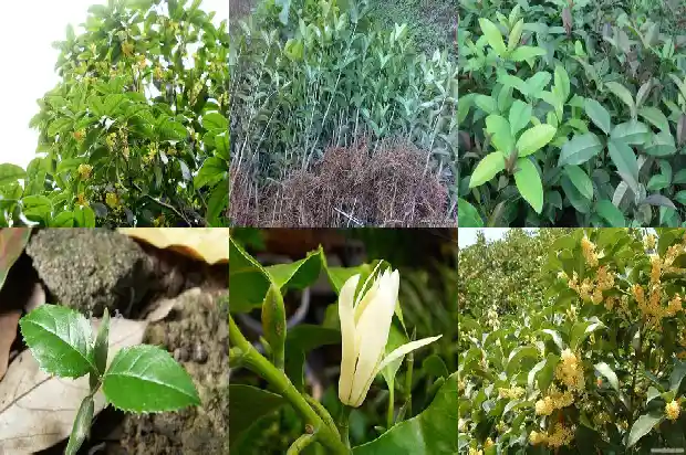桂花树的花的颜色是什么1685234244204