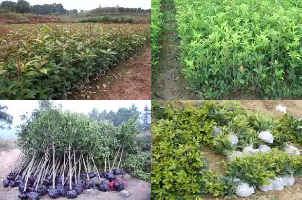 桂花树的叶子的叶脉1685234263798