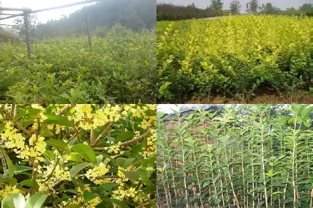 桂花树的叶子的叶脉1685234263893