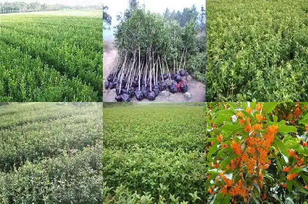 桂花树的枝干是什么颜色1685234287865
