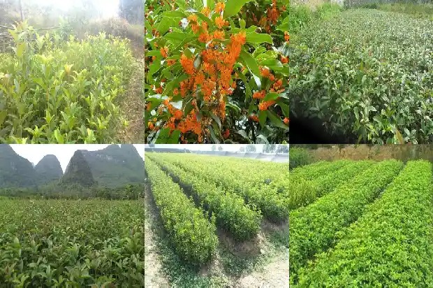 枸杞桂花玫瑰花茶1689208135995