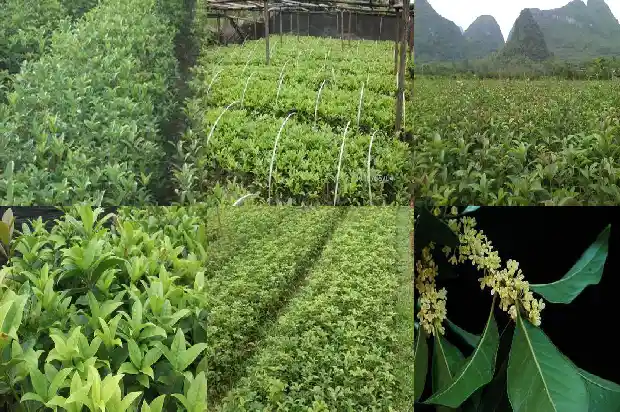 桂花花香味有毒吗1685234330746
