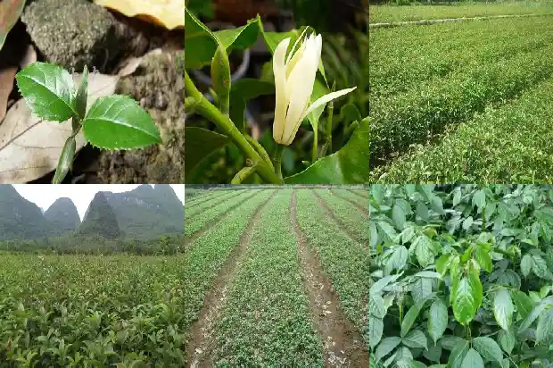 桂花花香味有毒吗1685234330791