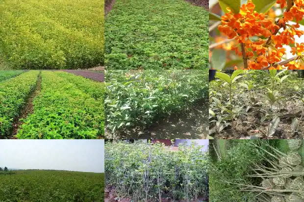 桂花花香味有毒吗1685234330887