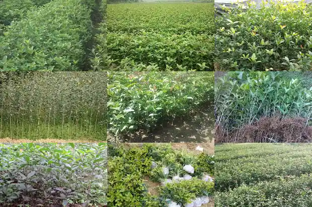 桂花香气有毒吗1685234350328