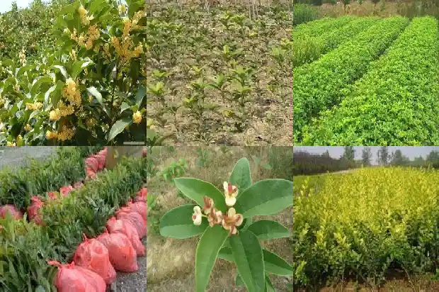 桂花的作用和功效与作用禁忌是什么1689313376247