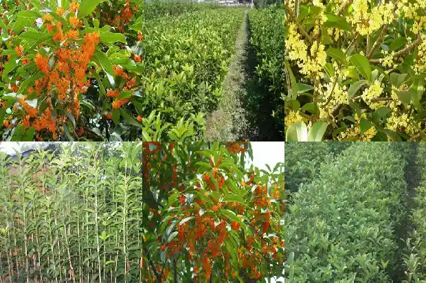 桂花树花香有害吗1685234372243