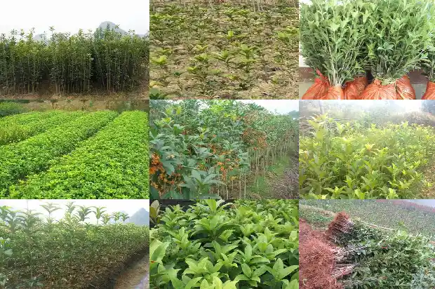 桂花树花香有害吗1685234372291