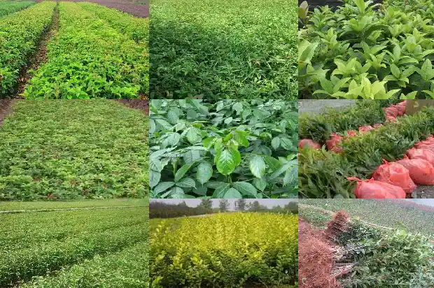 桂花树的香味来自哪里呢1685234389449