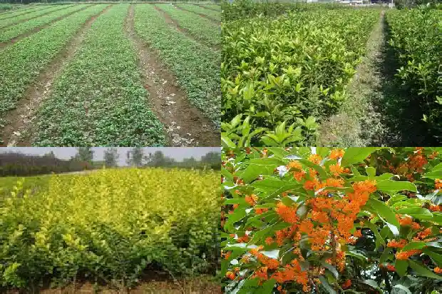 桂花树的香味来自哪里呢1685234389544