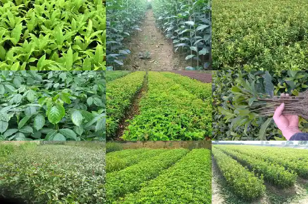 桂花树的香味怎么提取出来1685234408894