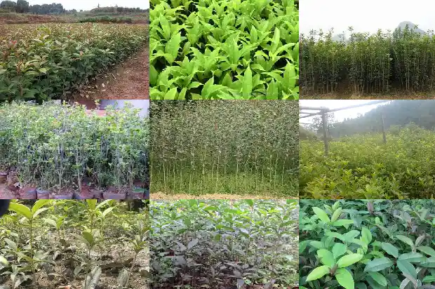 桂花树的香味怎么提取出来1685234408942