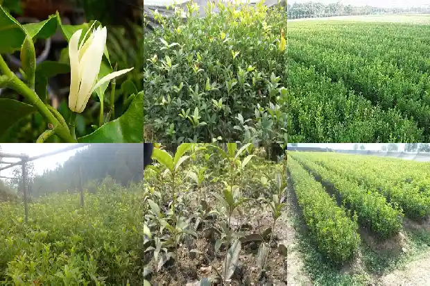 桂花树的样子颜色气味和其他颜色不一样1685234428547