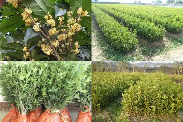 桂花树的样子颜色气味和其他颜色不一样1685234428593
