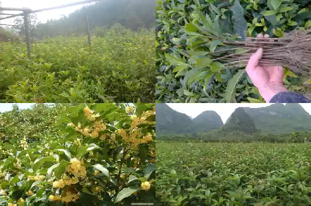 桂花树的样子颜色气味和其他颜色不一样1685234428688