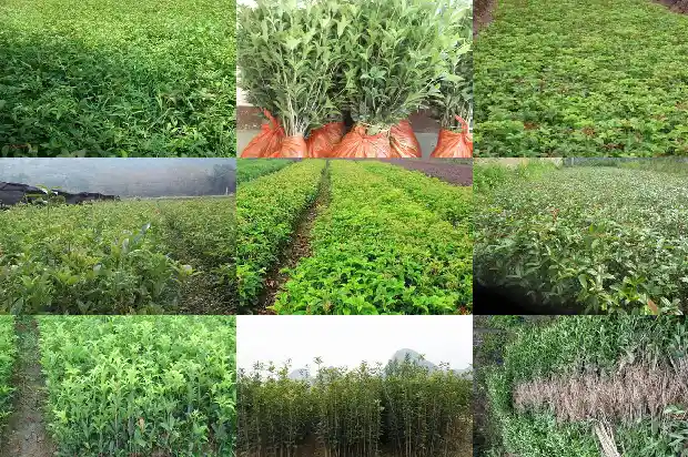 桂花树有香味吗有毒吗能吃吗1685234461018