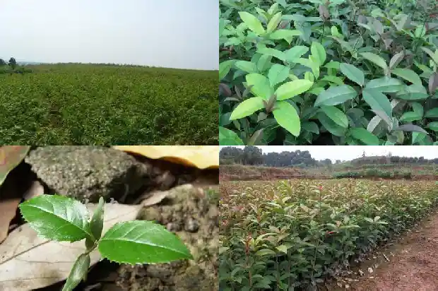 桂花树有香味吗怎么养好1685234483448