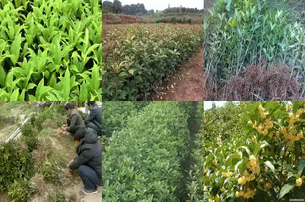 桂花树有香味吗怎么养好1685234483496