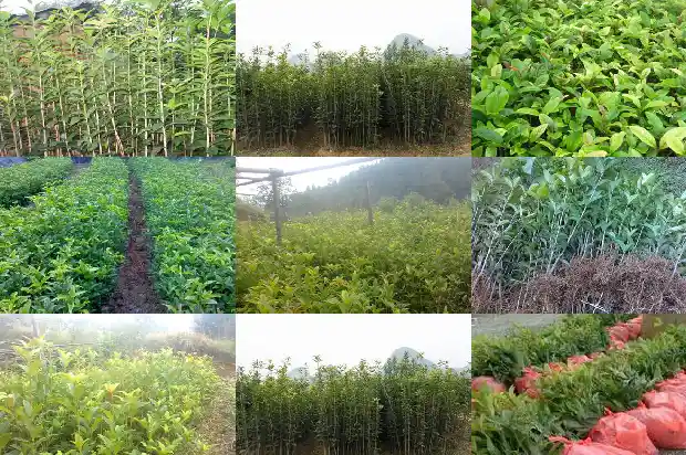 家里放桂花香树好不好1685234500899