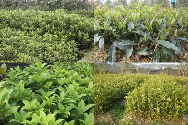 家里放桂花香树好不好1685234500947