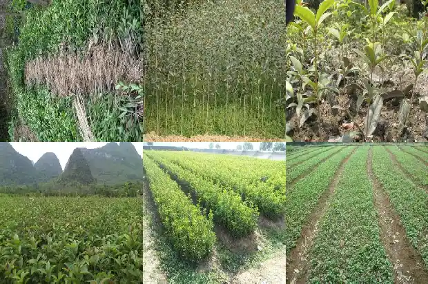 家里放桂花香树好不好1685234500994