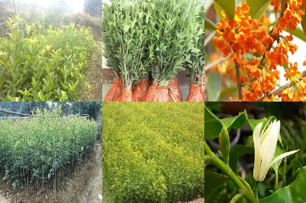桂花乌龙茶怎么泡最好喝1689467135392