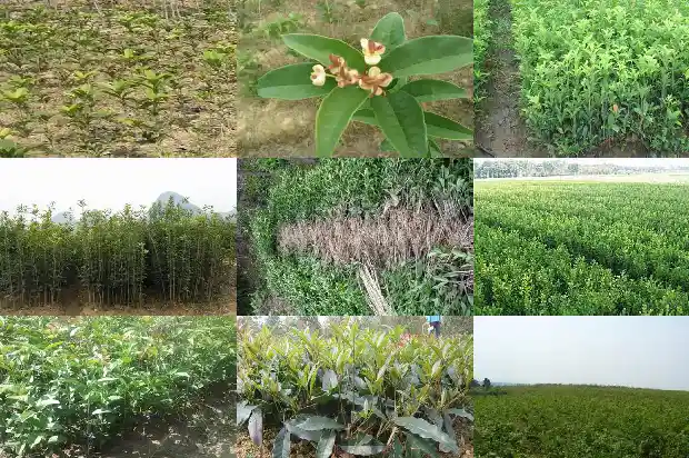 什么时候买桂花树好活啊1688862029714