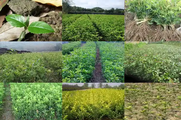 桂花树味道难闻吗怎么办1685234576377
