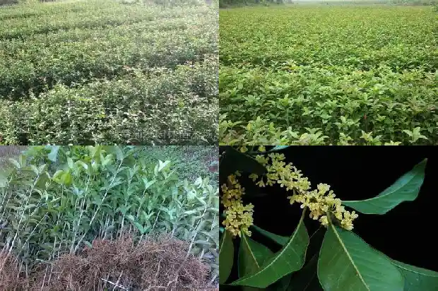 桂花树味道难闻吗怎么办1685234576425