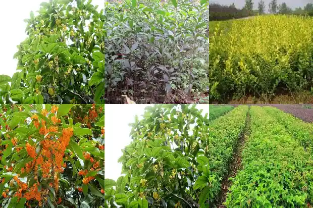 桂花香味道好闻吗1685234595852