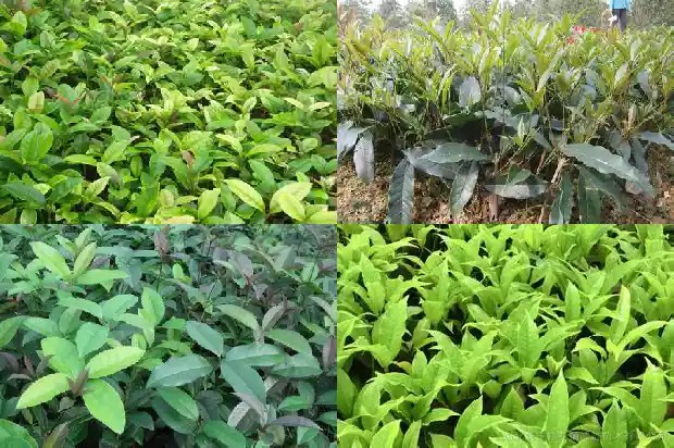 20公分的桂花树价格多少一棵1689726872488