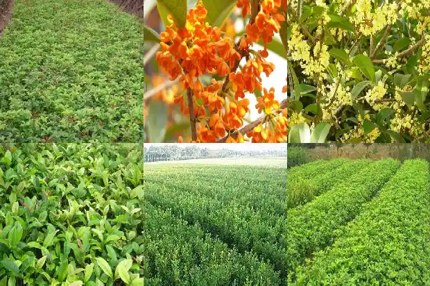 桂花的香气是什么样的1689313101279